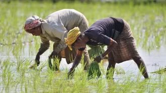 Hạt giống vô tính hứa hẹn thay đổi nông nghiệp toàn cầu