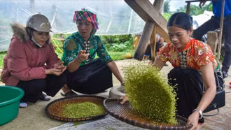 Gợi ý lịch trình cho khách "săn" hoa Tớ dày ở Mù Cang Chải