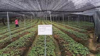 Phát triển cây dược liệu dưới góc nhìn của người thầy thuốc