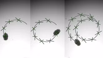 Robot sinh học siêu nhỏ mở ra tiềm năng y học to lớn