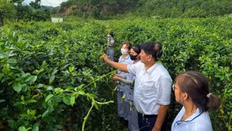 Phát triển bền vững cây dược liệu Việt