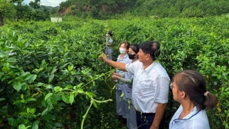 Phát triển bền vững cây dược liệu Việt