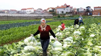 Tăng cường giám sát sinh vật hại cây trồng