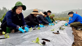 Thượng Bằng La ra quân trồng 4 ha ớt J xanh xuất khẩu