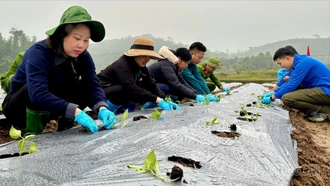 Thượng Bằng La ra quân trồng 4 ha ớt J xanh xuất khẩu