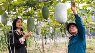 Bát Xát: Mở ra hướng đi mới từ cây bí xanh thơm