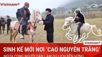 Ngựa tung vó: Điểm nhấn độc đáo hút khách du lịch tới "cao nguyên trắng" Bắc Hà