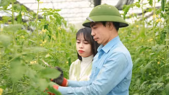 Lào Cai ban hành kế hoạch thực hiện Nghị quyết về phát triển công nghệ sinh học