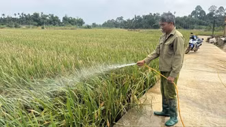 Phường Âu Lâu tập trung khôi phục sản xuất sau lũ