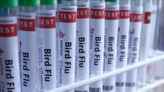 WHO: Mùa cúm đến sớm hơn ở châu Âu do chủng virus mới