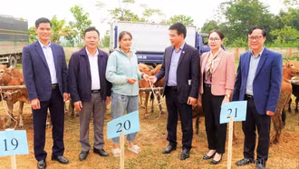 Liên minh Hợp tác xã Việt Nam bàn giao 80 con bò giống cho 40 hộ dân ở xã Khánh Hòa