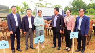 Liên minh Hợp tác xã Việt Nam bàn giao 80 con bò giống cho 40 hộ dân ở xã Khánh Hòa