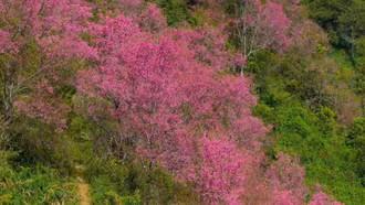 Loài hoa báo tết bung nở khắp núi rừng