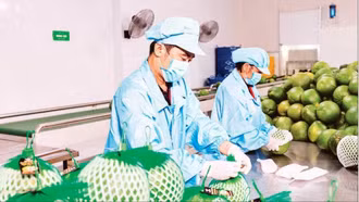 Thích ứng để giảm rủi ro và giữ vững tăng trưởng