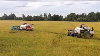 Lúa giống giúp chuỗi xuất khẩu gạo chất lượng hơn