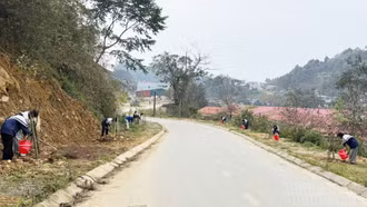 Khát vọng đánh thức tiềm năng du lịch Si Ma Cai từ hoa anh đào