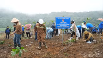 Hơn 3.000 cây xanh được trồng mới tại Khu Công nghiệp Tằng Loỏng