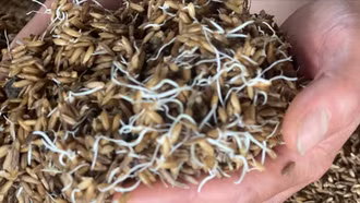 Xót xa lúa, gạo ở Phú Yên mọc mầm, mốc meo sau trận lũ lịch sử