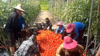 Xã Dền Sáng: Mô hình trồng cà chua trong nhà màng đem lại doanh thu gần 2 tỷ đồng mỗi năm