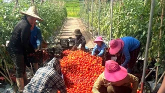 Xã Dền Sáng: Mô hình trồng cà chua trong nhà màng đem lại doanh thu gần 2 tỷ đồng mỗi năm