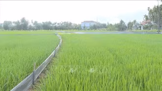 Các tỉnh phía Bắc đặt mục tiêu giá trị sản xuất vụ Đông 2024 đạt 40.000 tỷ đồng