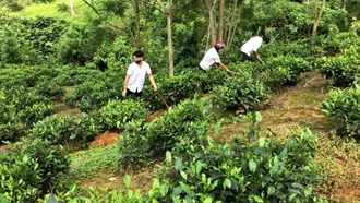 Thống nhất chính sách, nâng tầm 605 sản phẩm OCOP tỉnh Lào Cai sau sáp nhập