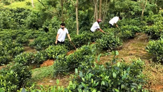 Thống nhất chính sách, nâng tầm 605 sản phẩm OCOP tỉnh Lào Cai sau sáp nhập