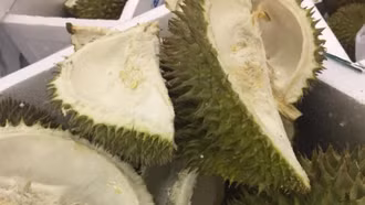 Phân bón sinh học từ vỏ sầu riêng và vỏ sò