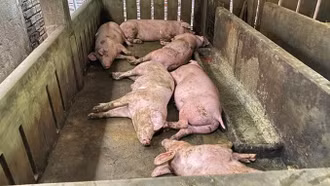Dịch tả lợn châu Phi bùng phát tại 30 địa phương