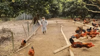 Campuchia ghi nhận ca nhiễm cúm gia cầm H5N1 thứ 13 ở người, 5 ca tử vong