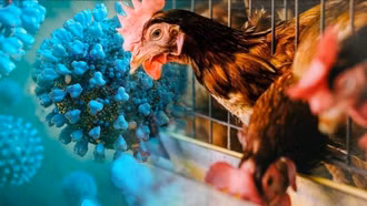 Chuyên gia cảnh báo cúm gia cầm A/H9N2 có thể gây đại dịch ở người