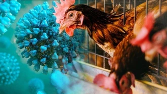 Chuyên gia cảnh báo cúm gia cầm A/H9N2 có thể gây đại dịch ở người