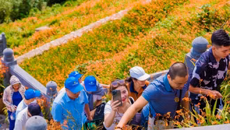 Hoa dơn thóc rực rỡ khoe sắc trên đỉnh Fansipan