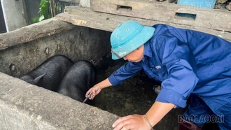 Y Tý hoàn thành trên 90% kế hoạch tiêm phòng dịch bệnh cho đàn vật nuôi