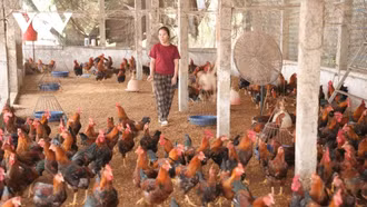 Nuôi gà trống thiến giúp nông dân Bắc Ninh thoát nghèo