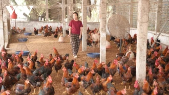Nuôi gà trống thiến giúp nông dân Bắc Ninh thoát nghèo