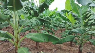 Lào Cai chuyển đổi 1.850 ha cây trồng kém hiệu quả