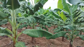 Lào Cai chuyển đổi 1.850 ha cây trồng kém hiệu quả