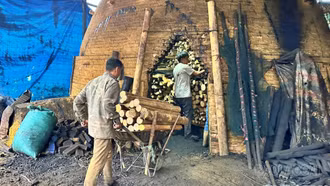 Hiệu quả từ mô hình đốt than quế của nông dân Bảo Hà