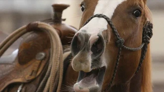 Tiếng hí của ngựa có thể là âm thanh độc nhất trong tự nhiên