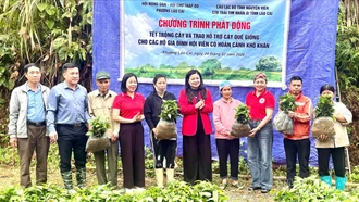Phường Lào Cai: Trao 13.000 cây quế giống hỗ trợ hội viên nông dân khó khăn