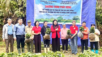 Phường Lào Cai: Trao 13.000 cây quế giống hỗ trợ hội viên nông dân khó khăn