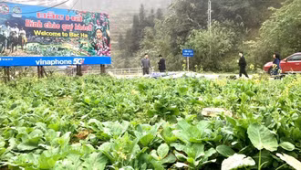 Du khách "lạc lối" trong sắc hoa xuân cao nguyên trắng Bắc Hà