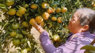 Chuyển từ cây ngô sang trồng quýt, hộ dân vùng khó khăn lãi 200 triệu đồng/năm