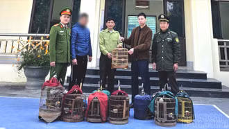 Vận động người dân tự nguyện giao nộp 13 cá thể chim hoang dã 