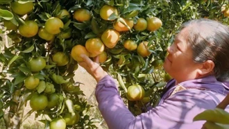 Chuyển từ cây ngô sang trồng quýt, hộ dân vùng khó khăn lãi 200 triệu đồng/năm