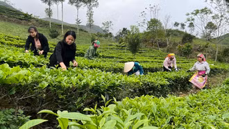 Tạo dấu ấn xuất khẩu cho chè Việt Nam