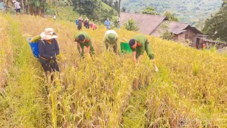Công an xã Bản Hồ giúp dân thu hoạch lúa trước hoàn lưu bão số 9
