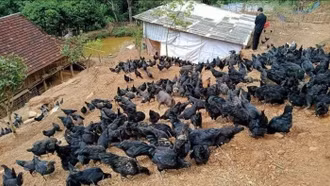 Mở lối phát triển kinh tế cho đồng bào vùng biên từ nuôi gà bản địa