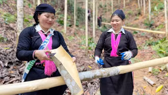 Phong Hải nâng tầm giá trị cây quế